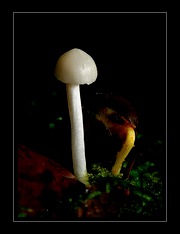 Fungi Art for Sale by Artist 07