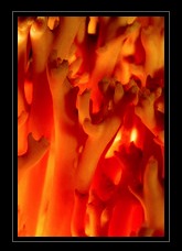 Mushroom Art for Sale by Artist C Ribet 01
