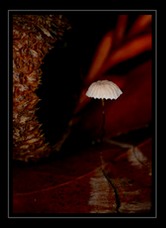 Mushroom Art for Sale by Artist C Ribet 03