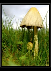Mushroom Art for Sale by Artist C Ribet 02