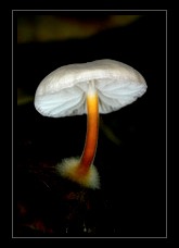 Mushroom Art for Sale by Artist C Ribet 04
