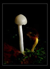 Mushroom Art for Sale by Artist C Ribet 07