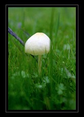 Mushroom Art for Sale by Artist C Ribet 18