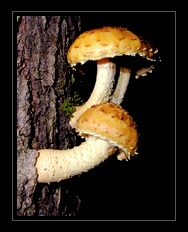 Mushroom Art for Sale by Artist C Ribet 15