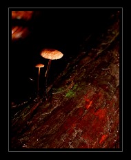 Mushroom Art for Sale by Artist C Ribet 11