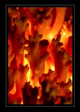 Mushroom Art for Sale by Artist C Ribet 08