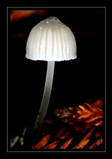 Mushroom Art for Sale by Artist C Ribet 17
