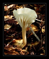 Mushroom Art for Sale by Artist C Ribet 10