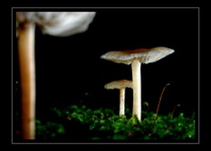 Mushroom Art for Sale by Artist C Ribet 09
