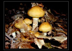 Mushroom Art for Sale by Artist C Ribet 13