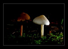 Mushroom Art for Sale by Artist C Ribet 06