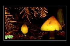 Mushroom Art for Sale by Artist C Ribet 16