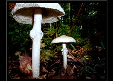 Mushroom Art for Sale by Artist C Ribet 14