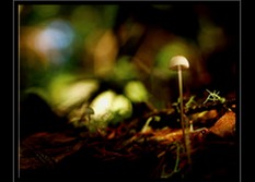 Mushroom Art for Sale by Artist C Ribet 12