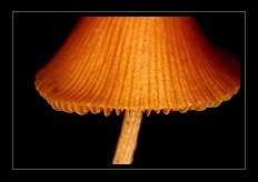 Mushroom Art for Sale by Artist C Ribet 05