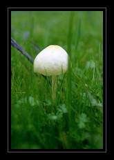 Fungi Art for Sale by Artist 18